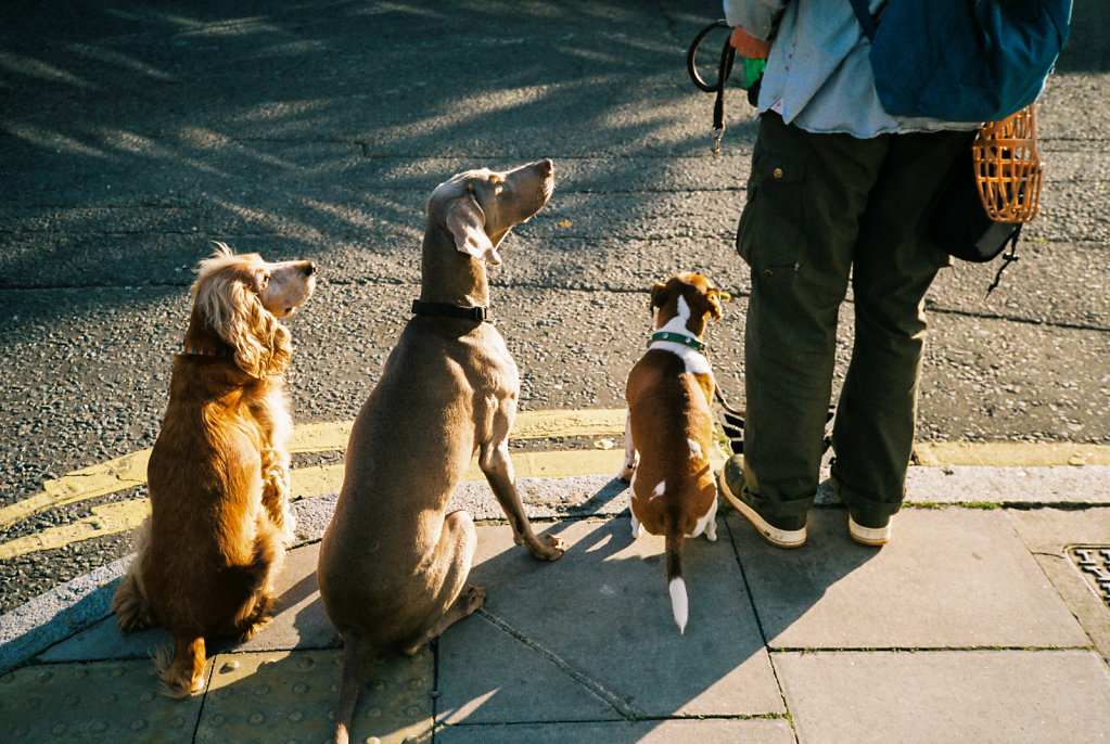 Polite dogs